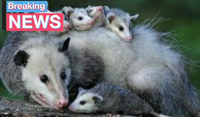 Epayelfaroo's tweet photo. ¿Sabias que? El faro o sarigüeya, se refugia bajo tierra o en las madrigueras de otros animales, normalmente caminan por los árboles. https://t.co/3fS8KwKIkk