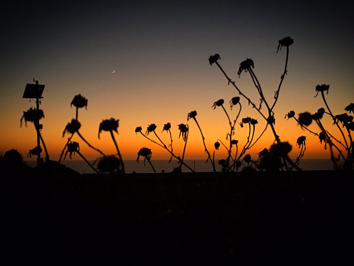 stayfocusphoto's tweet photo. Sending positive vibes tonight.. #sunset #photography #California #SanDiego #flowers #shawdows #reflections https://t.co/Ijgd5rY1nd