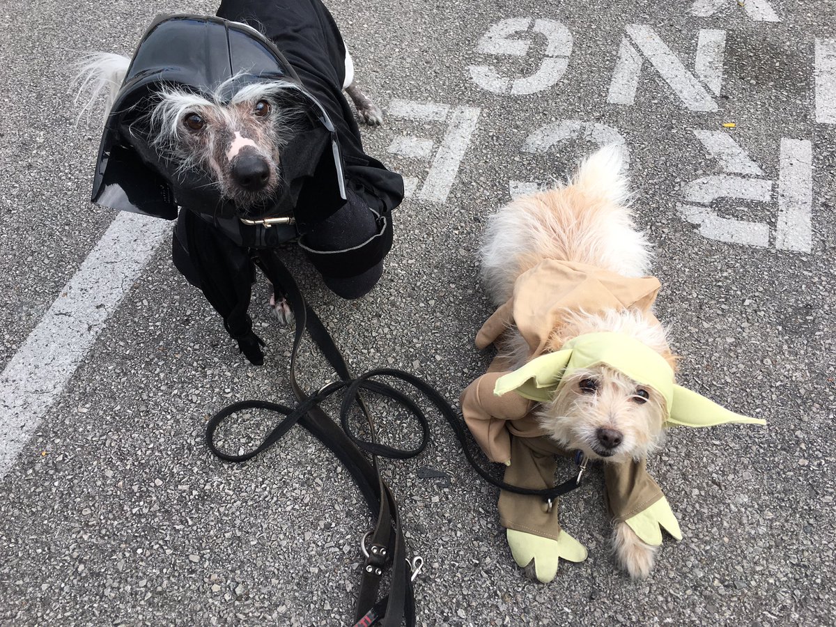 SaraAcaldwell's tweet photo. Dark and light unite to collect all the cookies. #TrickorTreatDogs https://t.co/E07tFmxA7T