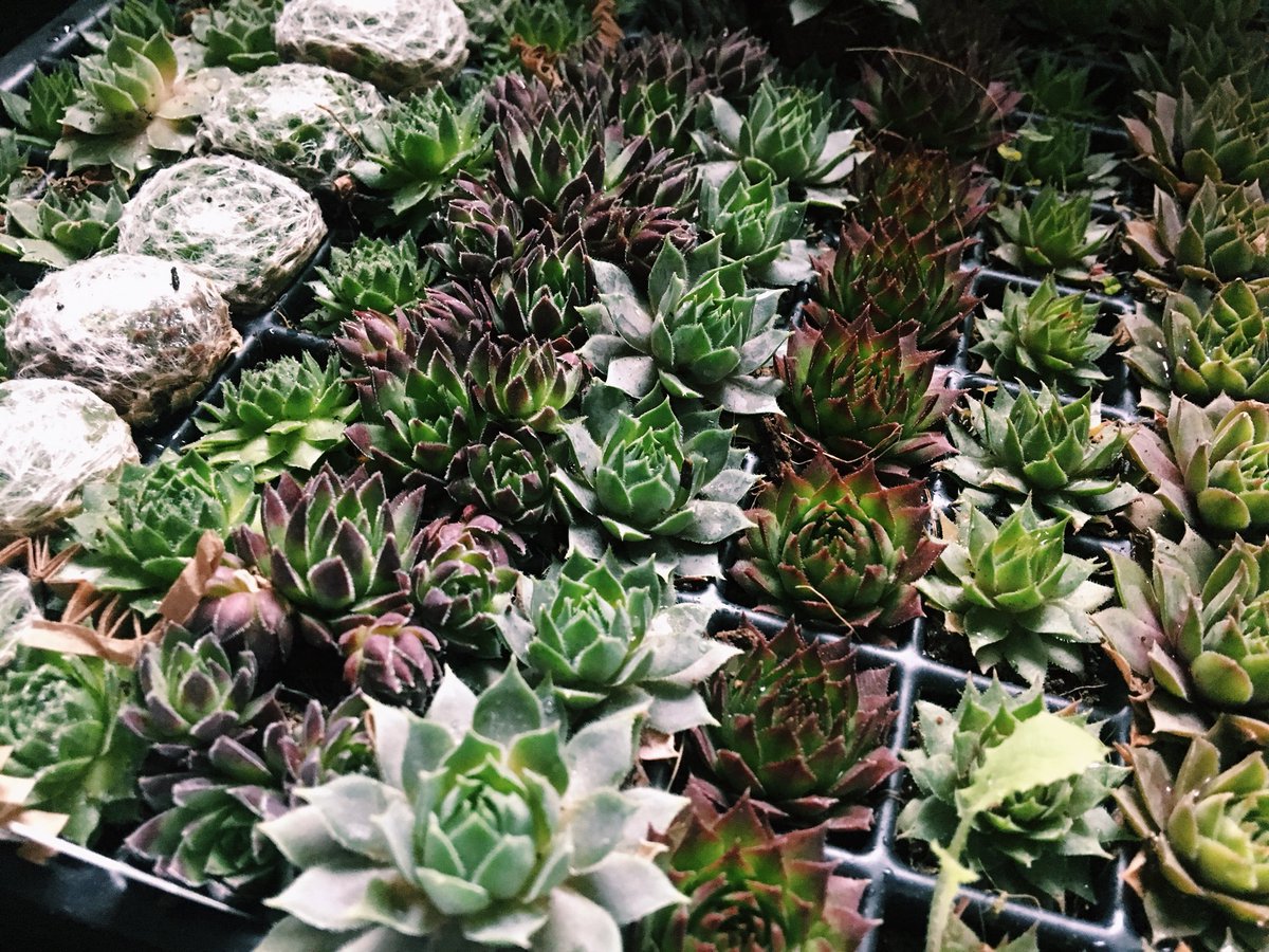 RodinHouse's tweet image. Swing by to make a DIY succulent terrarium Wednesday, Nov 1 from 8-10:30 in the Upper Lobby! Food will be served!
