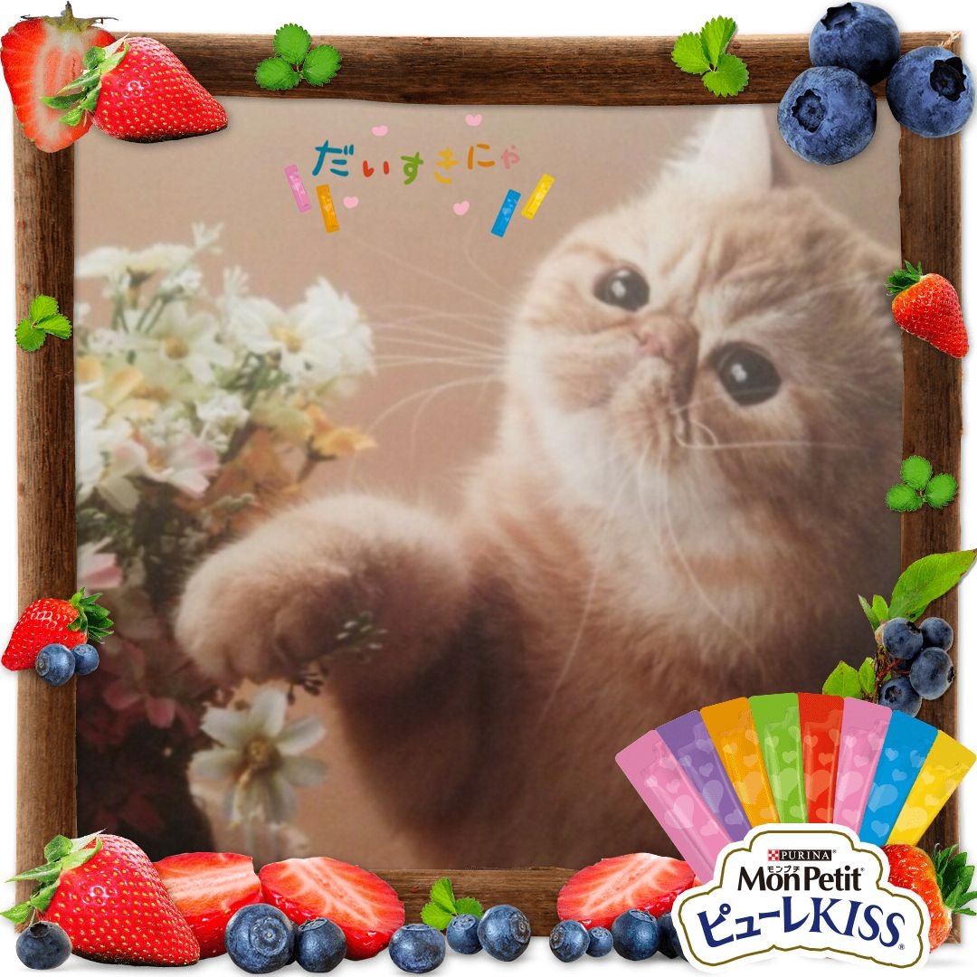 スマイリー 札幌エキゾチックショートヘア Cattery Smiley Twitter