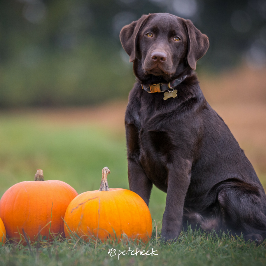 petcheckit's tweet photo. Happy Halloween! #Halloween2017 #Halloween #pet #dog #cat #vets https://t.co/3Y2rcZhaIp