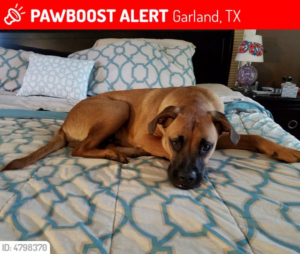 LostPetsDallas's tweet photo. Please RT! Have you seen Toretto? #missing #lost #pet in #Garland #TX 75040 https://t.co/arwnneRv8V https://t.co/hCWxHU23GH