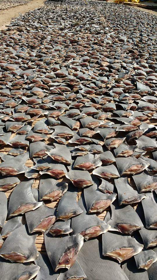 ADMCapFound's tweet photo. NEW RESEARCH: At least 76 #shark, #batoid, #chimaera species supply #sharkfin trade, w/ numerous spp considered 'threatened' by @IUCNRedList https://t.co/3V6n6TFQdG