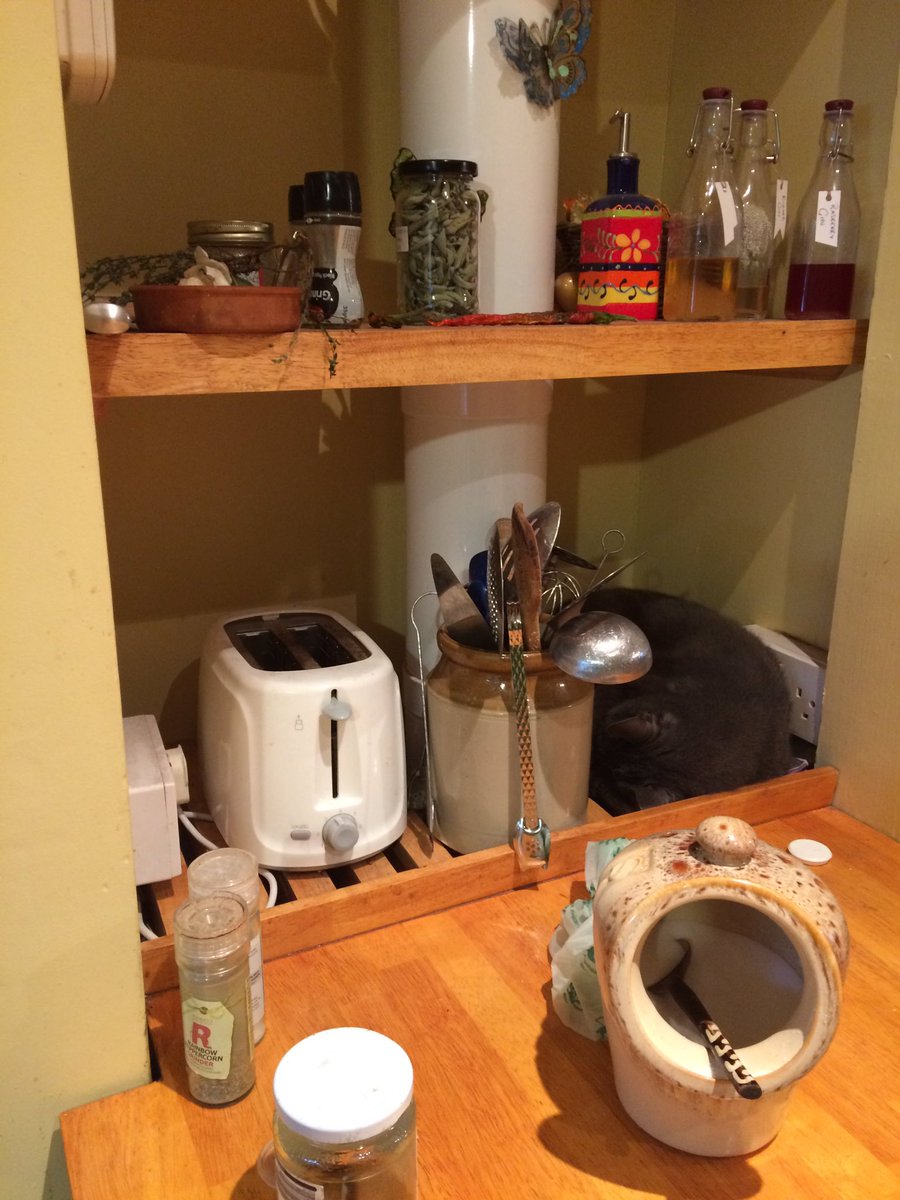 ChannelVFarm's tweet image. Spot the cat..... #cheeky #farmcat #blueboy #smallholders