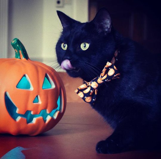Anyone up for some trick-or-treating later? Dreamies are always an acceptable treat (pic via treasury_cat on instagram) #Halloween