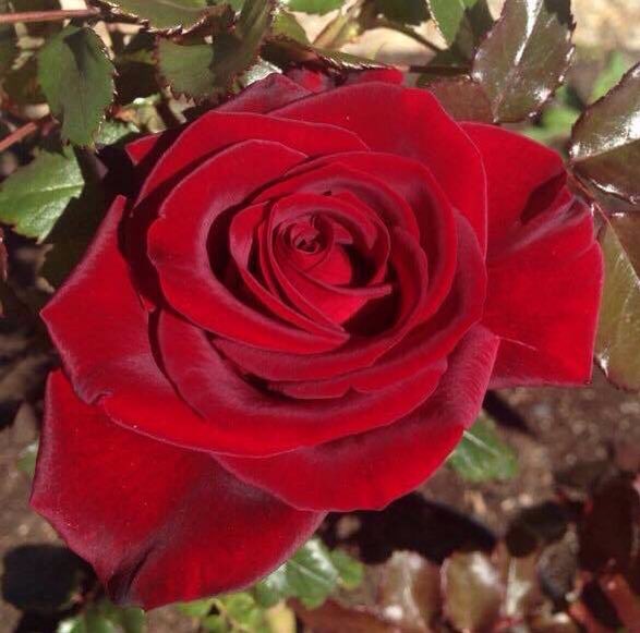DanielMorcombe's tweet photo. Our #DanielRose has four buds for #DayforDaniel We can't believe how many of you had blooms to mark the day #DanielsLegacy #KeepingKidsSafe https://t.co/uuGxADlVAC
