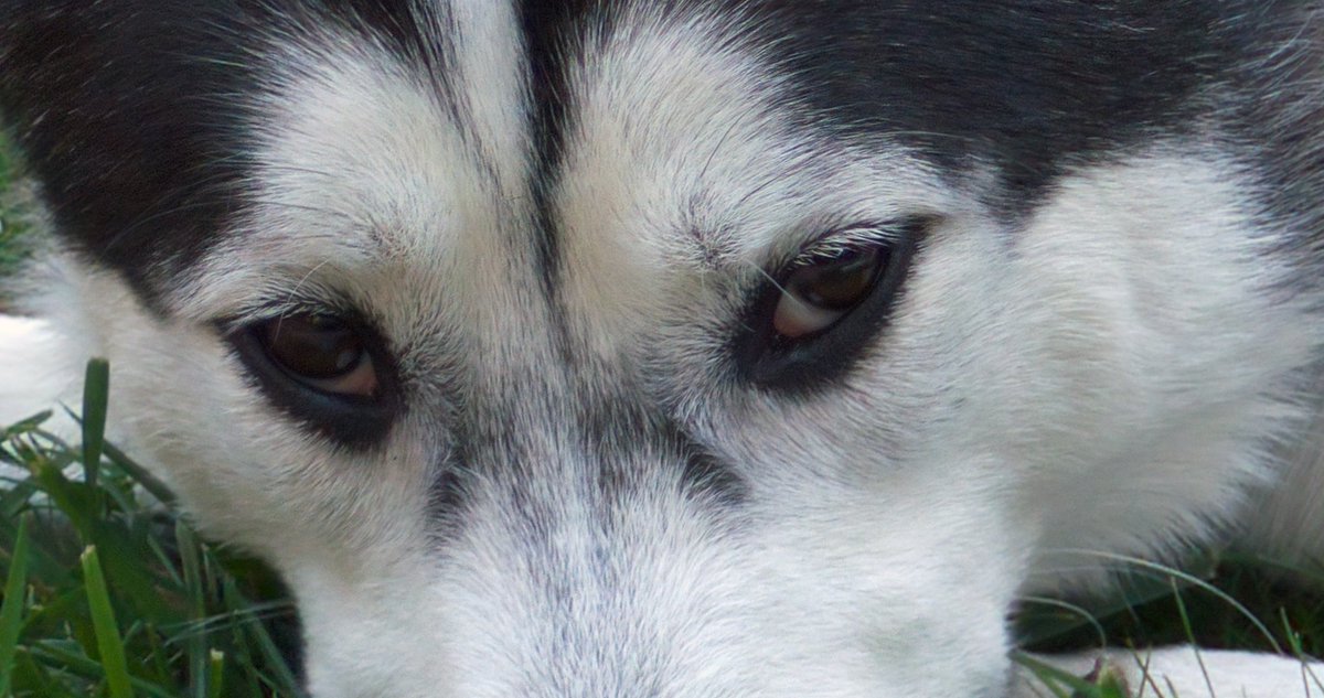 Kithrak_'s tweet photo. #L16camera doggo: 59.3MP image, close up is what the image actually looks like without being zoomed out. @TheLightCo #poweredbylight https://t.co/3UrIFtp95X