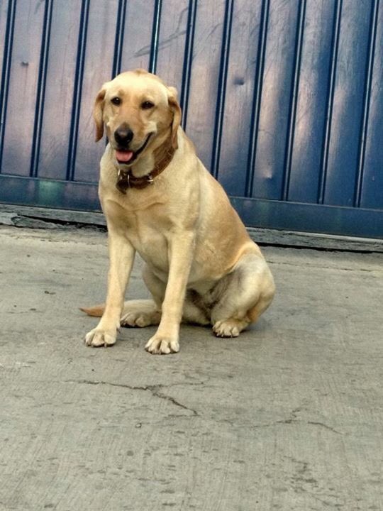 gstraffon's tweet photo. @CdSatelite mi amiga encontró a esta perrita por Villas de la Hacienda, queremos que regrese con su dueño #BuscandoAMiMascota https://t.co/wdHdXeMUX9