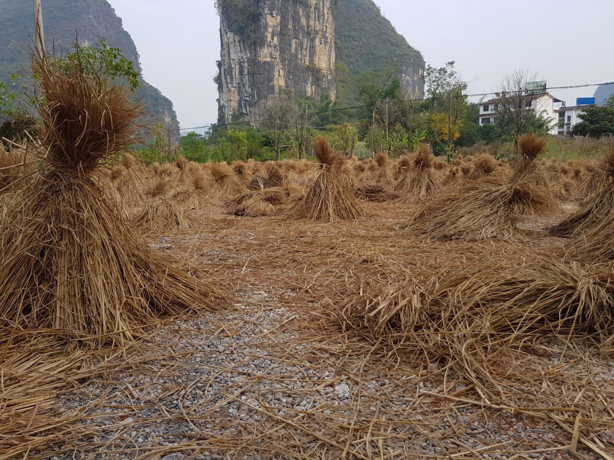 RapidPhenotype's tweet photo. A pic from Will on his travels: exploring the agriculture in China. https://t.co/09YEgWS4Vd