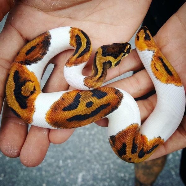 Speaking of pumpkins... There's a Rare Python that Has a Pumpkin Patch Growing on Its Skin!