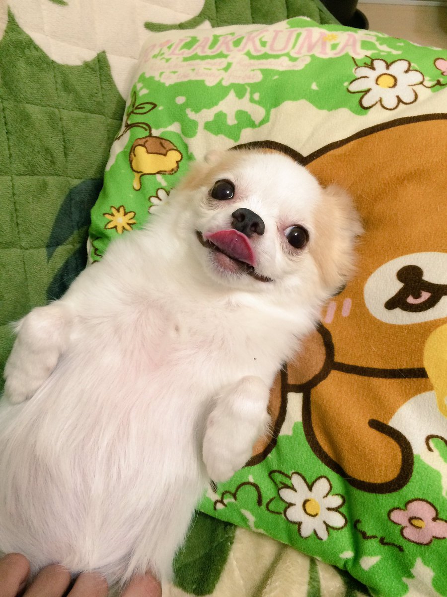 チワワのもーちゃん Auf Twitter みてみて たらこくちびゆ ってしつこい チワワ もーちゃん たらこ唇