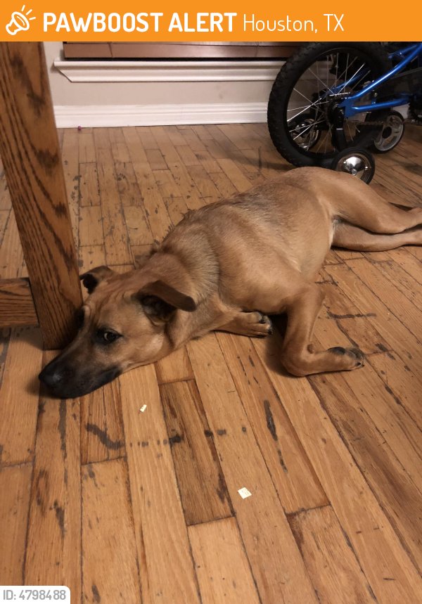 HarveyLostPets's tweet photo. Please RT! #found #pet in #Houston #TX 77071 seeking owner https://t.co/i3Ug1EqphV https://t.co/RTtat7bDxE