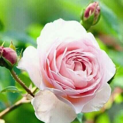 Ramesh714krs's tweet photo. #NewProfilePic https://t.co/NDYKCIb2GI