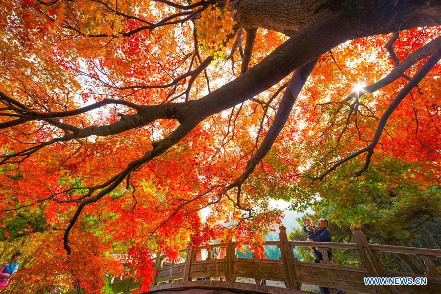 ChinaDaily's tweet photo. Leaves of Lushan Mountain, East China have turned fully scarlet. #autumn https://t.co/BPJT5zKpyC https://t.co/N74BtZQUNc