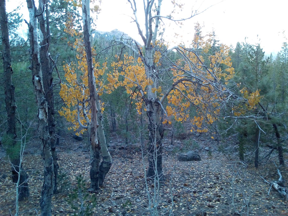 Beautiful yellows. Fall is upon us #quakingaspens #fall