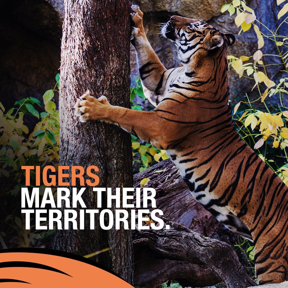 Save Our Tigers tweet media