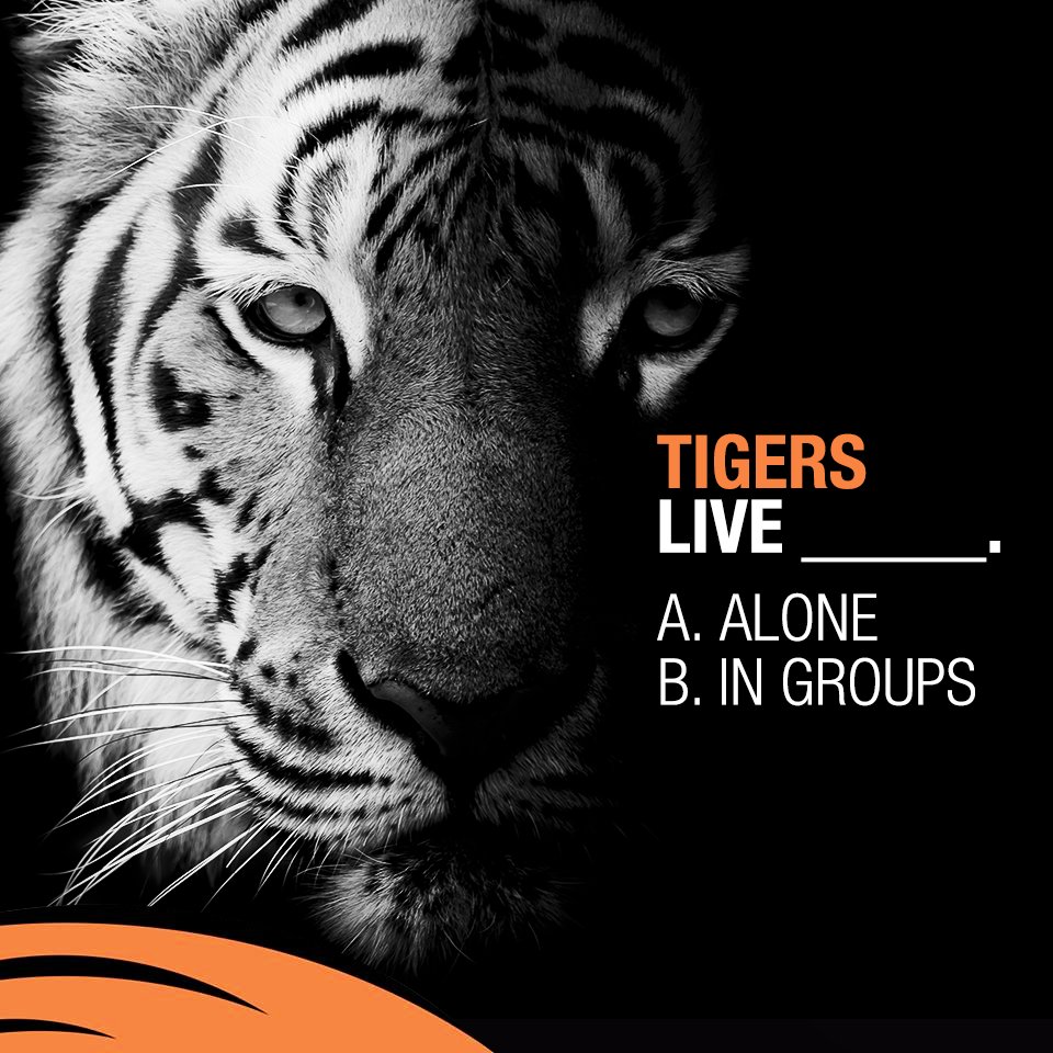 Save Our Tigers tweet media