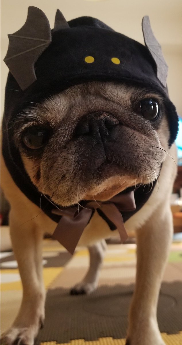 hanapecha7pug's tweet photo. お菓子ください🎃 https://t.co/KAss3kqqsp