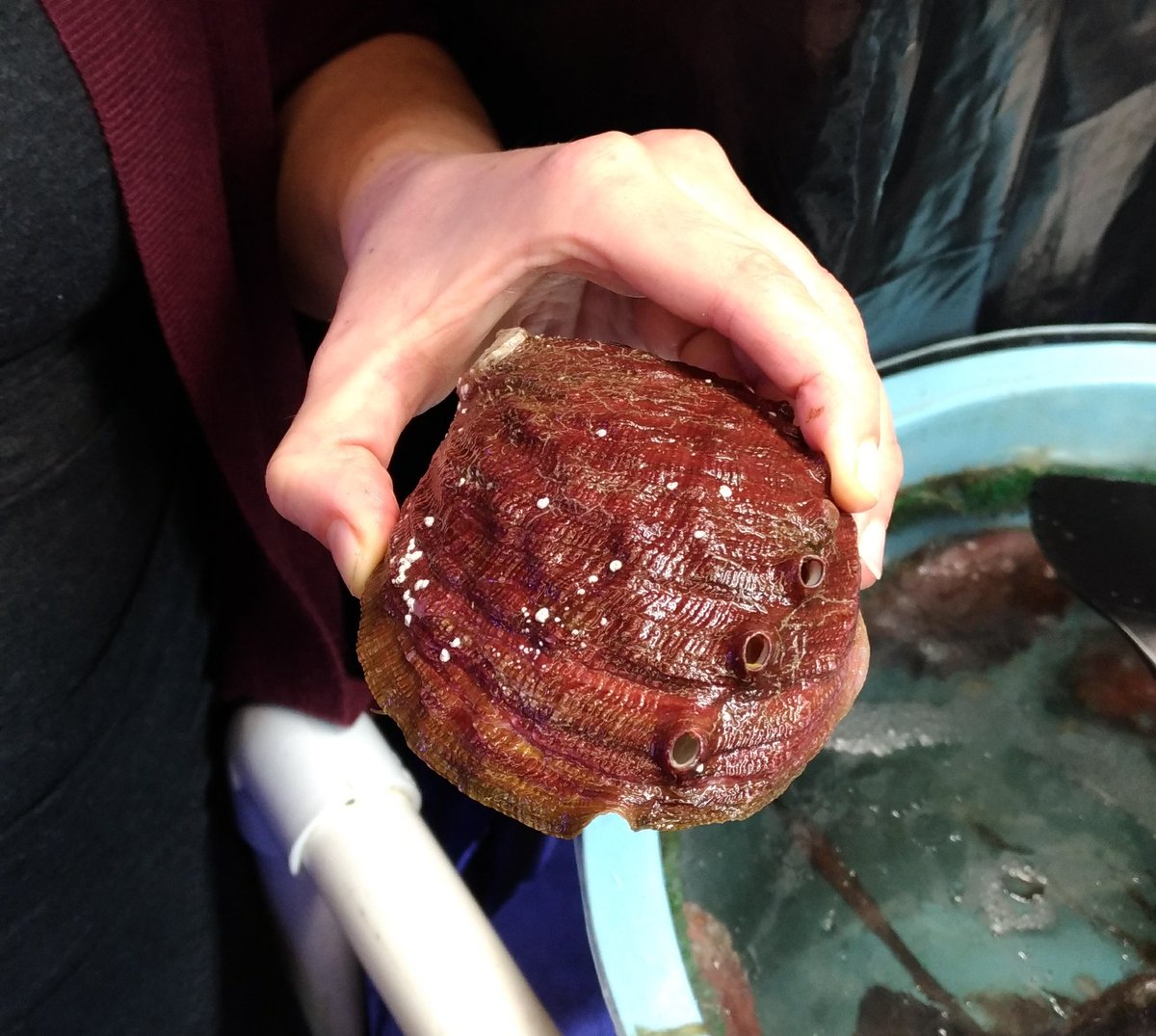 andre_biernath's tweet photo. No último dia de #wcsj17, conheci na @ucdavis o abalone, esse simpático molusco ameaçado de extinção! Que congresso maravilhoso! https://t.co/2353AkbxZd