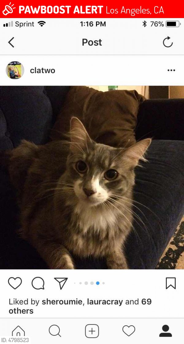 LALostPets's tweet photo. Please RT! Have you seen Sal? #missing #lost #pet in #LosAngeles #CA 90036 https://t.co/C89rxkigzT https://t.co/xN6fbYiLGc