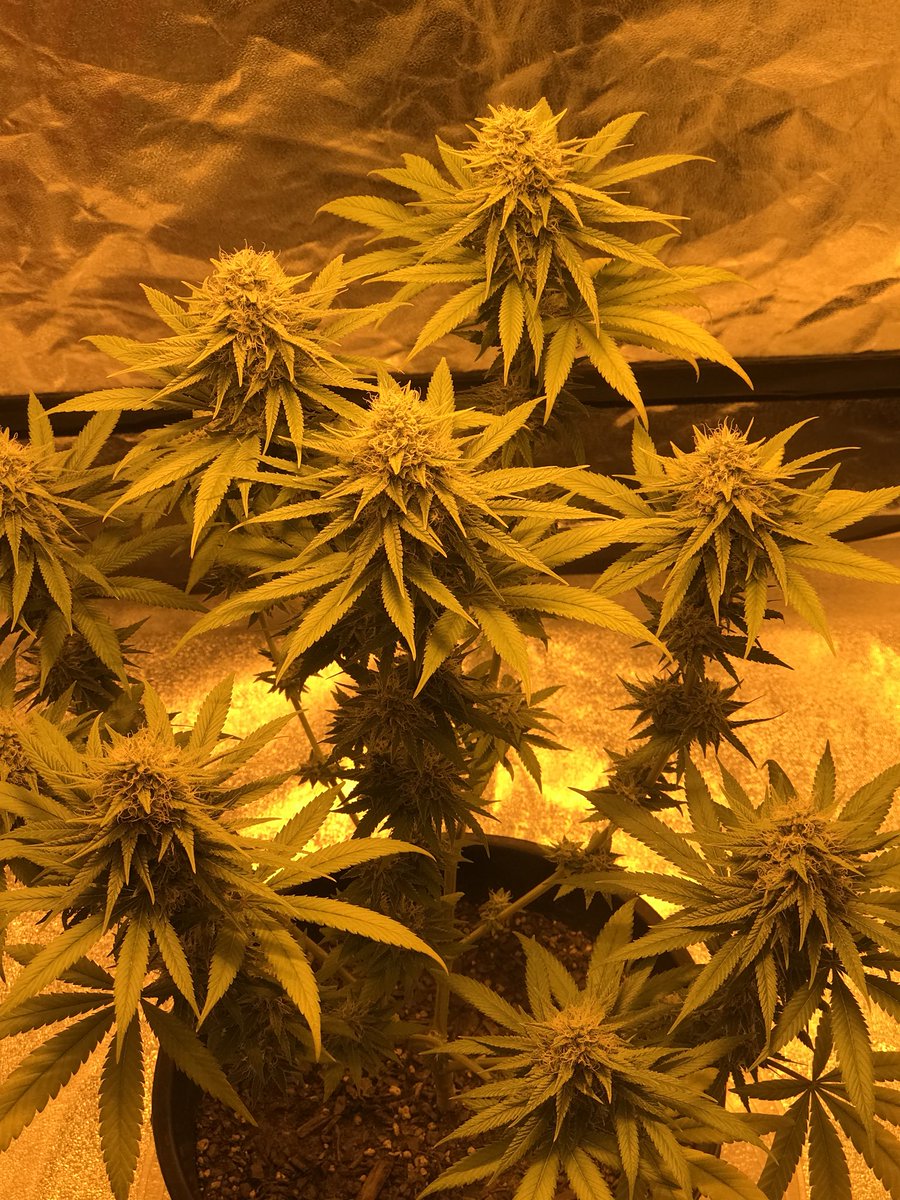 bearhead305's tweet photo. #growcannabis #weed #growcannabis #cannabis #tappinroots #alphanutrients #legalcannabis #growyourown #growweed #grow #terpene  #massgrows https://t.co/0qVOtfREyt
