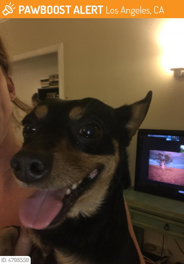 LALostPets's tweet photo. Please RT! #found #pet in #LosAngeles #CA 90010 seeking owner https://t.co/sb56iuZE2l https://t.co/Fk7FBuoGTg