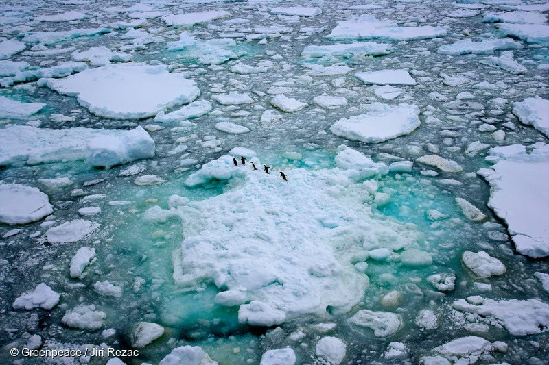 KirstenHenry's tweet photo. PETITION: Help create the largest protected area on Earth: #AntarcticSanctuary 

PLS✏️&amp; RT:
https://t.co/GTR1Mmj0Ca @greenpeacenz https://t.co/5AAe0cIaDg