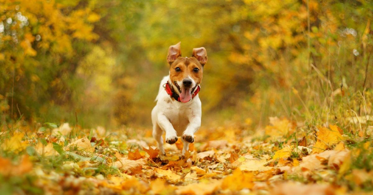 AHealthBlog's tweet photo. Research shows that interacting with animals can reduce cortisol levels and elevate oxytocin ➡ https://t.co/kW7TW9RqlB https://t.co/DHwaU7HEhj