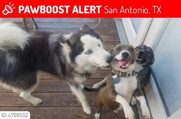 HarveyLostPets's tweet photo. Please RT! Have you seen Cheif? #missing #lost #pet in #SanAntonio #TX 78244 https://t.co/fRq5N961Op https://t.co/vGLMgFrSHo