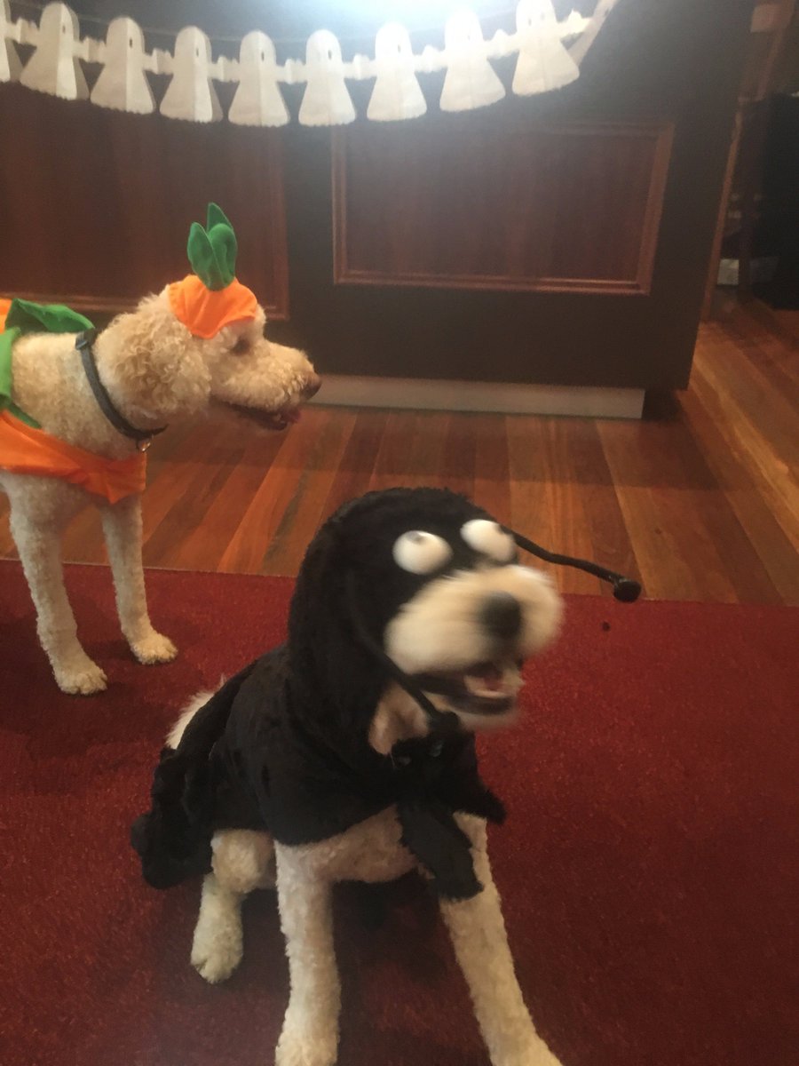 _GalKal's tweet photo. Happy Halloween from GALKAL and our two adorable visitors!!! https://t.co/plWELJl8FV