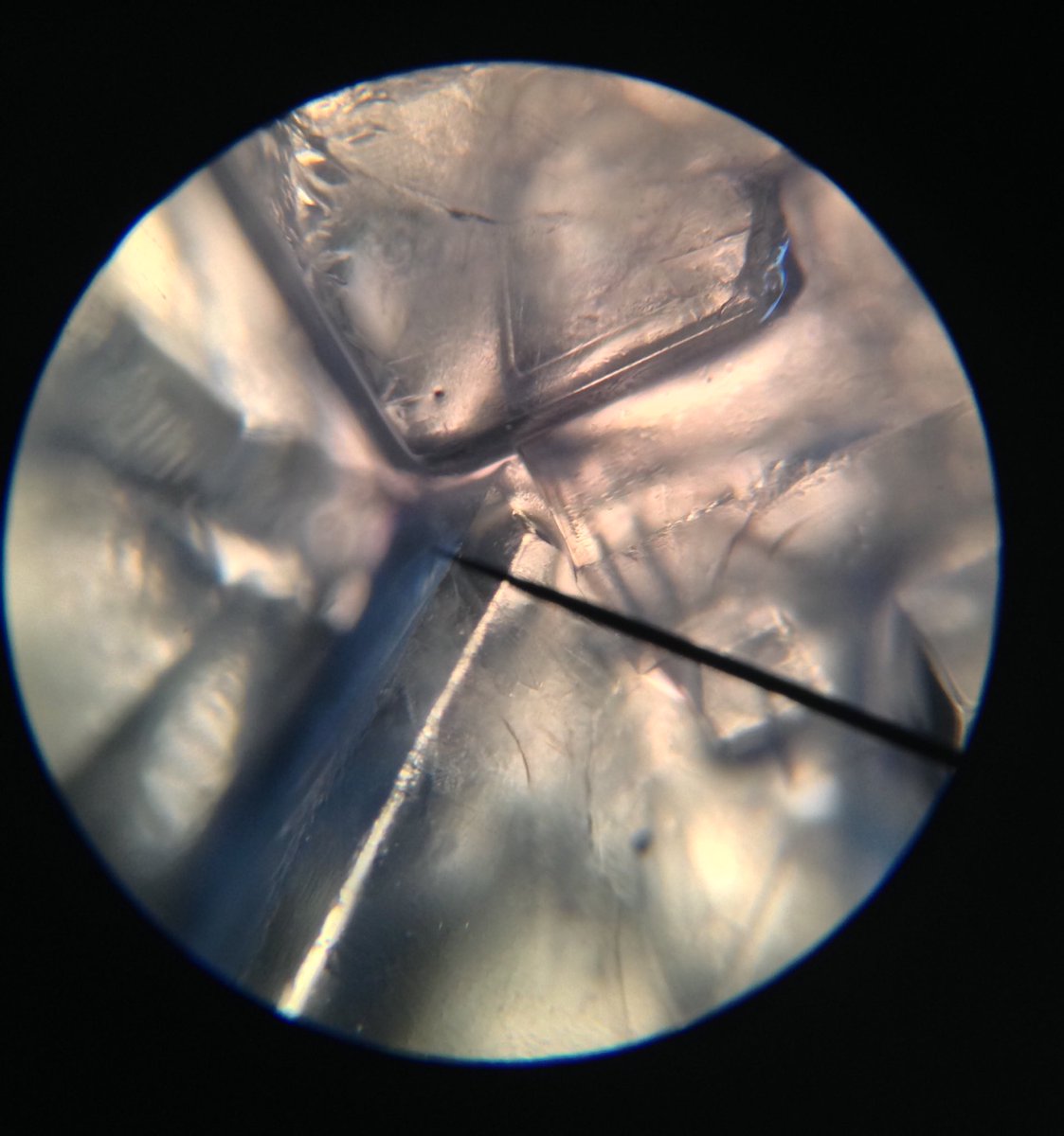j11p43f's tweet photo. Sugar crystals from Science Club under the microscope!
#MicroscopeScience #ASEchat https://t.co/wKSripq06d