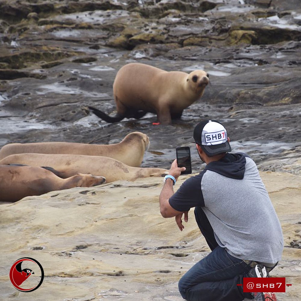 Shb7dxb's tweet photo. Sea lions are very social creatures and it was an honor to meet one on my US trip!
#Shb7 #Dubai #Influecer https://t.co/KOlK3rnu6V