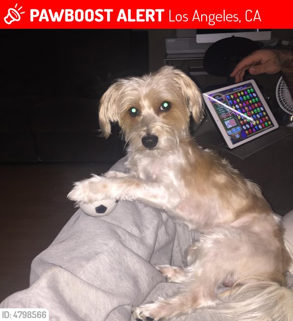 LALostPets's tweet photo. Please RT! Have you seen Cooper? #missing #lost #pet in #Northridge #CA 91325 https://t.co/hYaI4jFeD4 https://t.co/5AUUCrsgAY