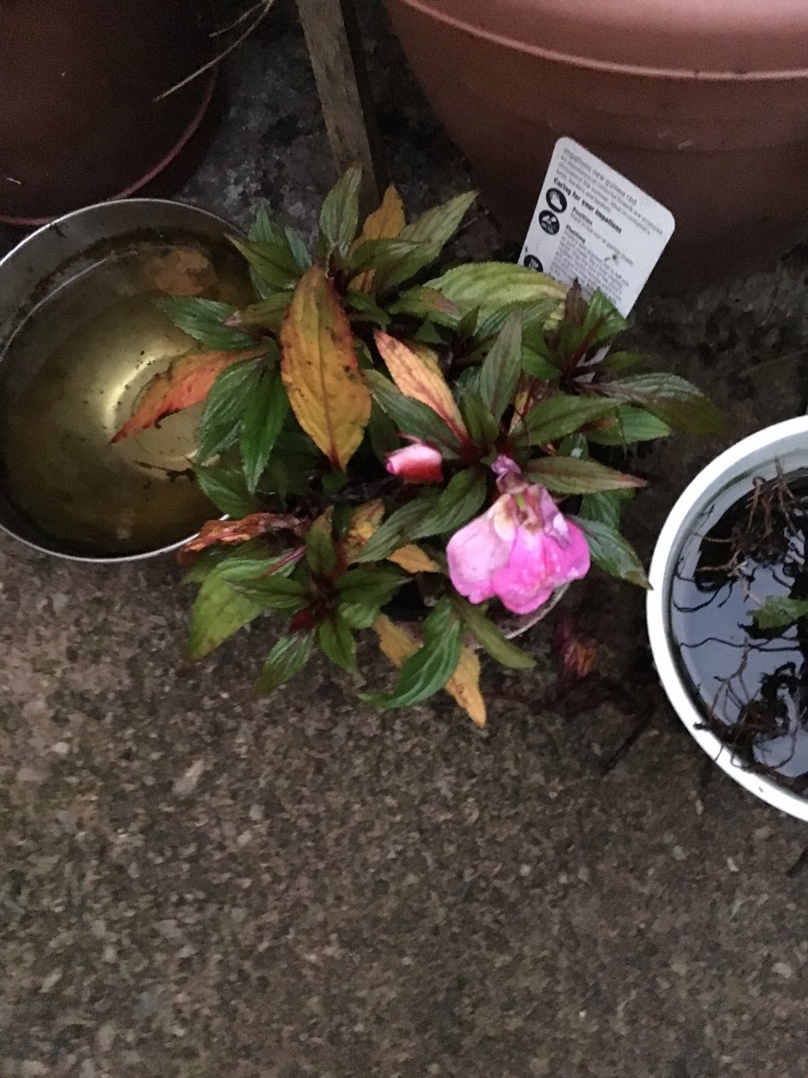 madeleinemaste4's tweet photo. Pink!! #tuesdee delights #alternativeview X the peonies lighting up the #littleoutback https://t.co/6ad1xPFbH5