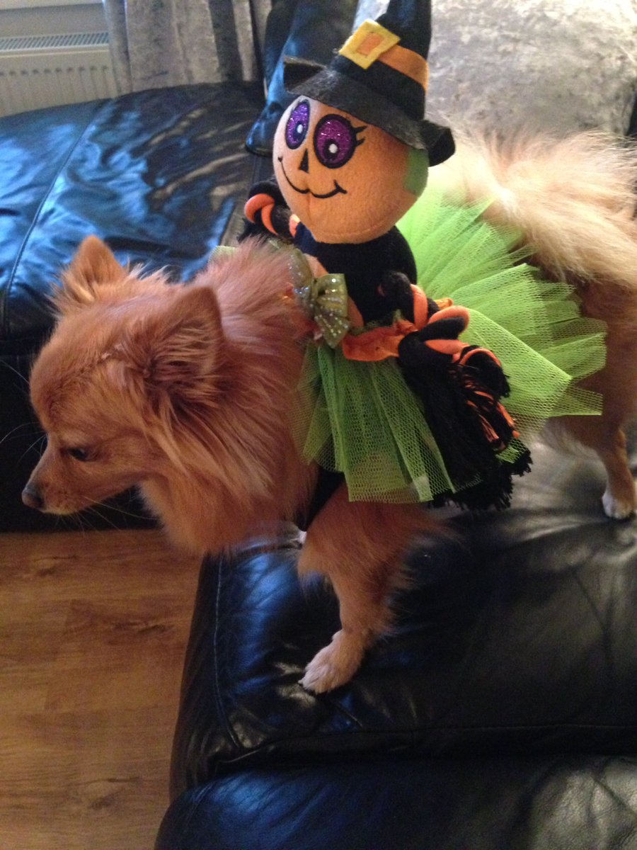 lindabirdlee's tweet photo. @PomeranianF  #happyhalloween #blingdadog #coco #fancydress https://t.co/pNzFORw82t