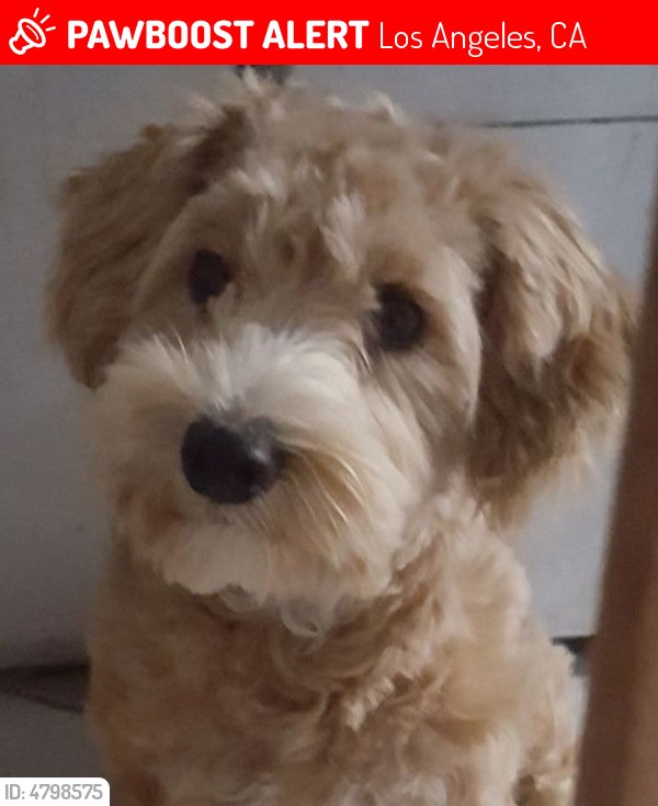 LALostPets's tweet photo. Please RT! Have you seen Archie? #missing #lost #pet in #LosAngeles #CA 90003 https://t.co/qqZ8RB8LDF https://t.co/TmFHw8GQyT
