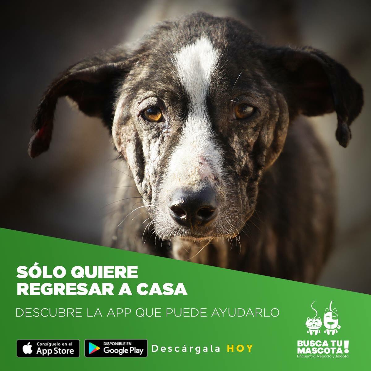 BuscaTuMascota_'s tweet photo. #RT si haz visto a un #perrosinhogar y te gustaría que tuviera una familia que le de amor. #adoptamx #AdoptaNoCompres #buscatumascota https://t.co/o3HDKVxo5C