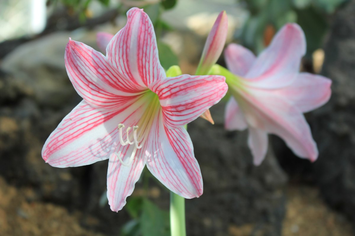 咲くやこの花館 Twitter પર 乾燥地植物室にて ナカスジアマリリス が開花中です アマリリス の学名ヒッペアストルムは ギリシア語のヒッペオス 騎士 とアストロン 星 に由来しており 英名ではナイトスター リリーとも呼ばれたりしています 白地に可憐な ピンクの筋