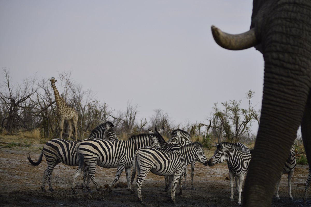 Yet another reason to visit Hyena Pan in Khwai Private Reserve - this incredible underground hide!

#safarisofcharacter