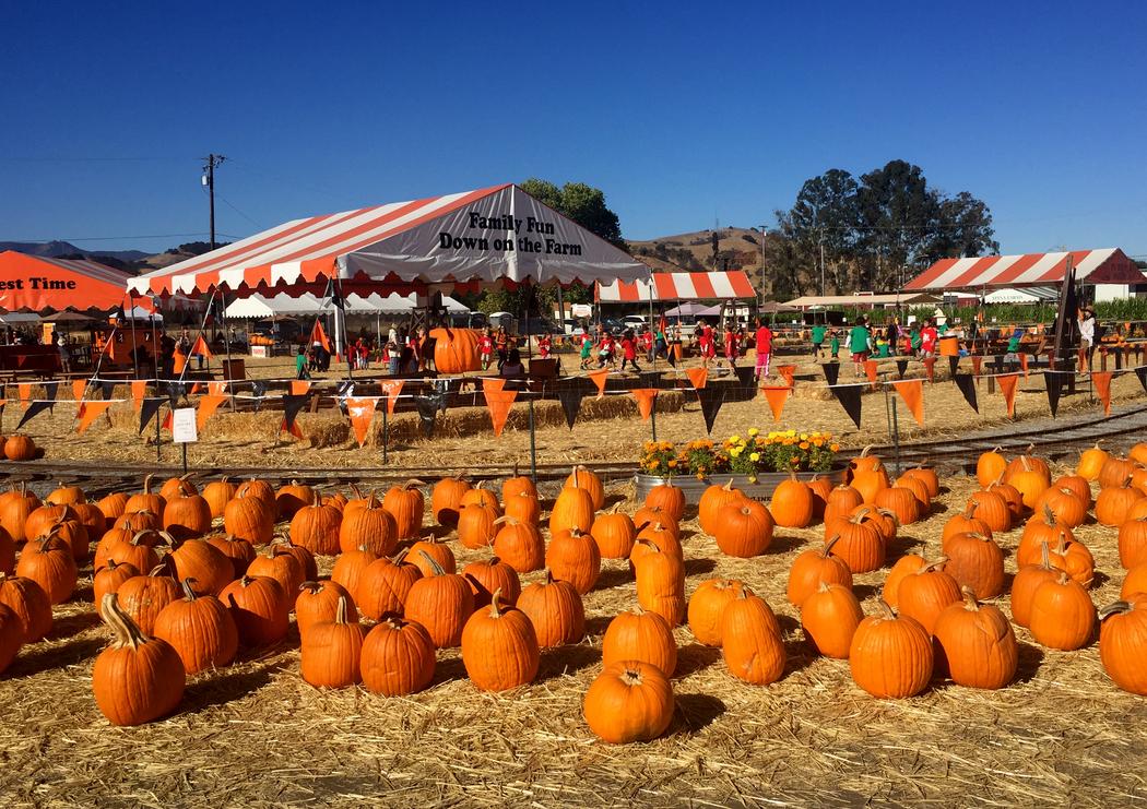 #Halloween L'Auvergne et Limagrain ont conquis la citrouille américaine. Découvrez notre reportage en Californie ➡️ lamontagne.fr/saint-beauzire…