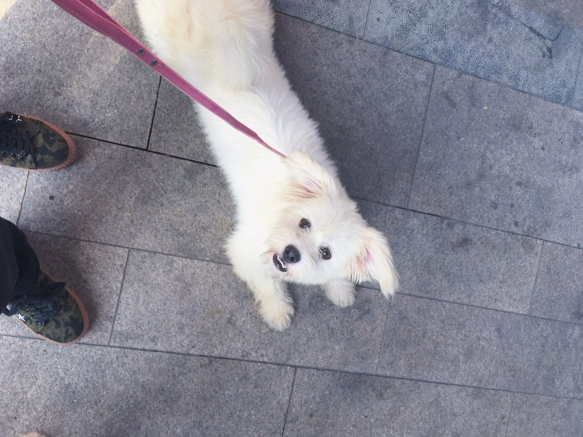 kinsalgaming's tweet image. Hahahola 🐶