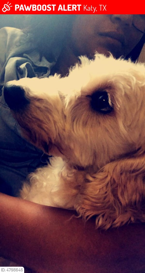 HarveyLostPets's tweet photo. Please RT! Have you seen Eli? #missing #lost #pet in #Katy #TX 77450 https://t.co/sZpAESpIsf https://t.co/yvP6PuhVF1