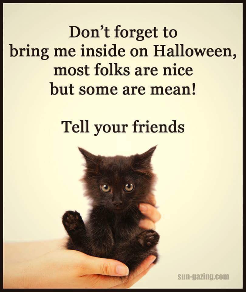 Bham_neutering's tweet photo. Happy Halloween 🎃 Remember to keep your furry friends indoors tonight. https://t.co/Bwd8wsCsvh