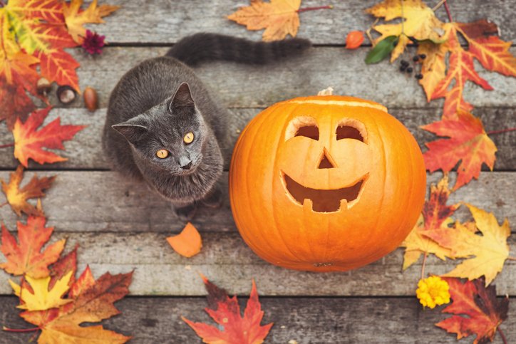 #HappyHalloween! Read our "Howl-O-Ween" #PetSafetyTips to ensure the health &amp; well-being of your family pets today! bit.ly/2hZX6y4