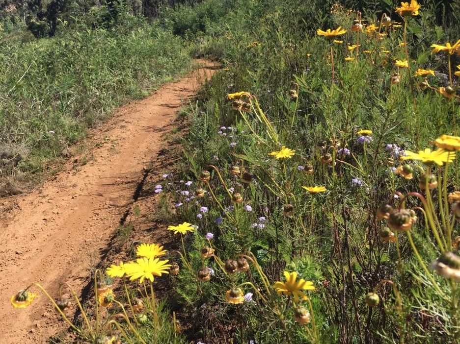 Dunstone_Estate's tweet photo. Summer's here! Get some practice on #Wellington's #worldclass #Welvanpas #MTB trail before @CapeEpic 2018 descends! Pic credit Arina Botha https://t.co/Nzblfv2giV
