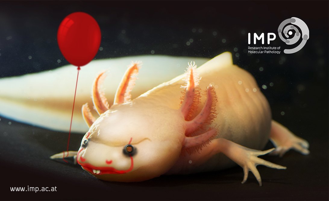 IMPvienna's tweet photo. Happy #Halloween! Below our most recent #axolotl mutant. Courtesy of our graphics department & #tanakalab. #regeneration #pennywise #dna https://t.co/WCQSUCjcHb