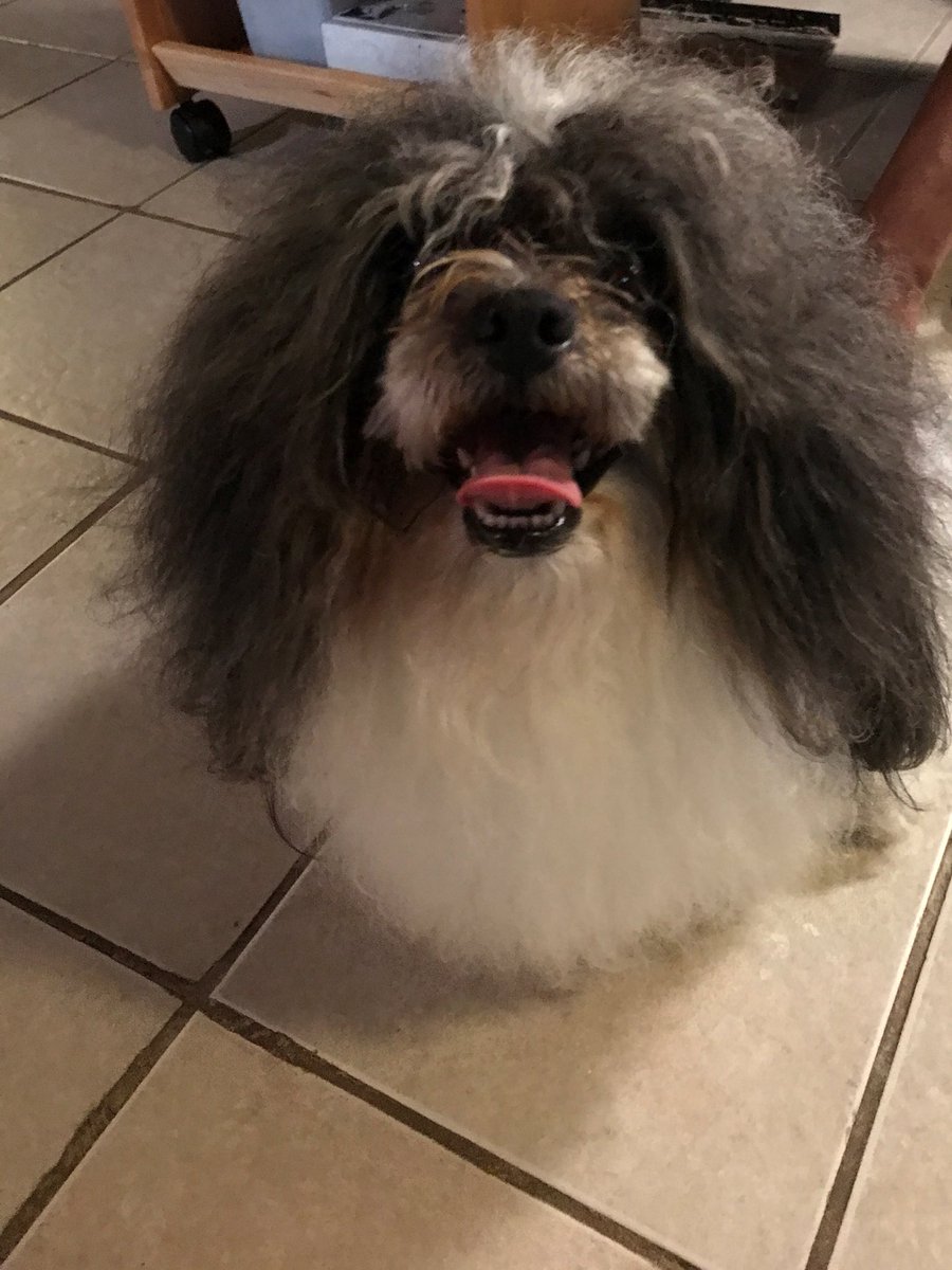 JenniferMktg's tweet photo. Lost dog! Named POTUS, male, 9000 block of Blackstone, Chicago. Missing since 10/27. Please RT and help us find him! @findingpotus https://t.co/oo4fDv3ESa
