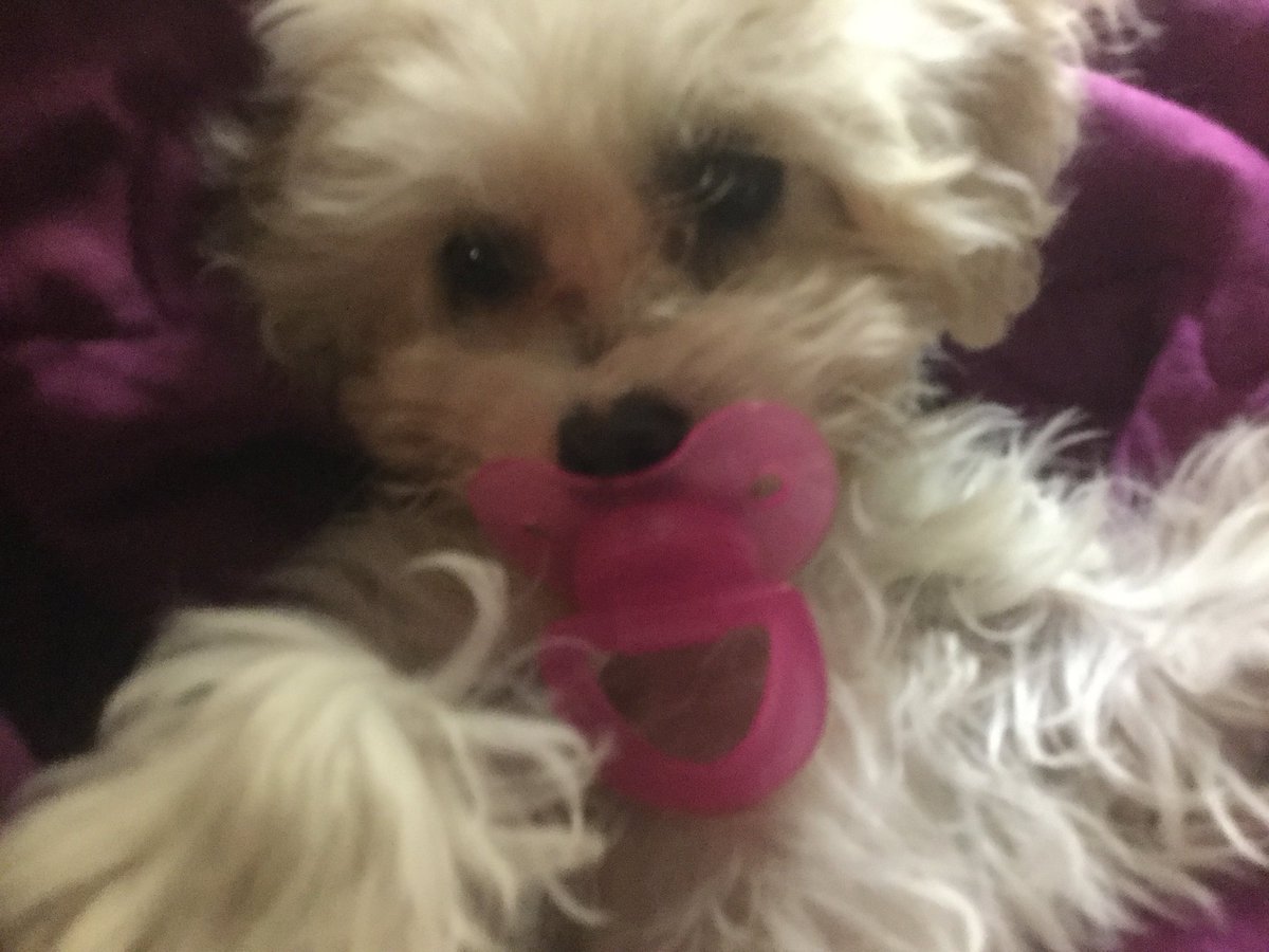 paws and claws puppies for sale