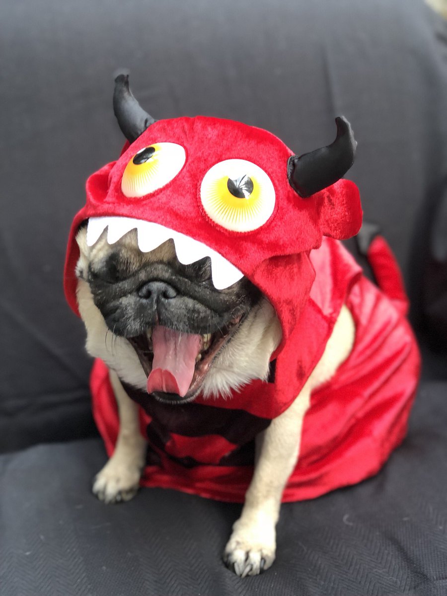 BB_Pug's tweet photo. Happy Halloween from me👹👹👹 https://t.co/dslbQYVrW4